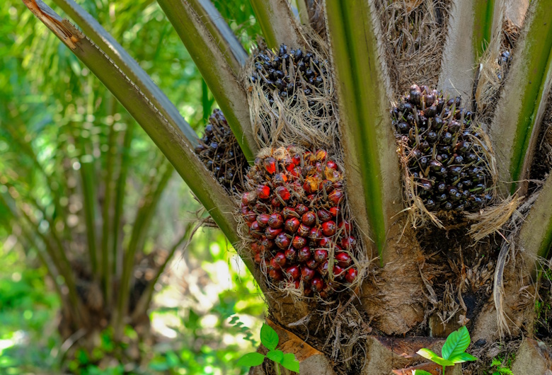 Sawit Dipastikan Telah Terapkan Praktik Berkelanjutan