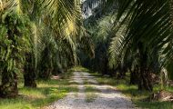 FAKTA-MENARIK-TENTANG-KELAPA-SAWIT-DI-INDONESIA