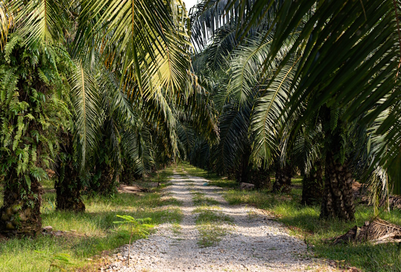FAKTA-MENARIK-TENTANG-KELAPA-SAWIT-DI-INDONESIA