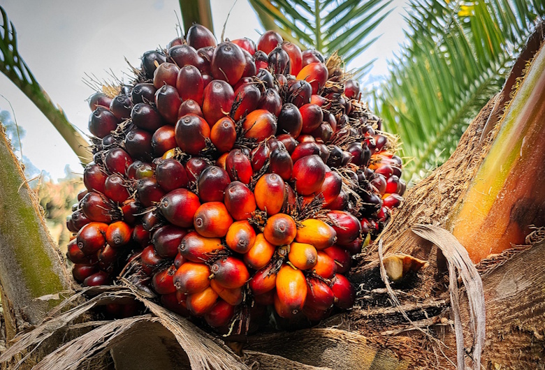 Fakta Menarik tentang Kelapa Sawit di Indonesia